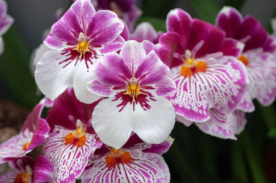 MIX Orchid Miltoniopsis Breathless 'Beauty' Seeds
