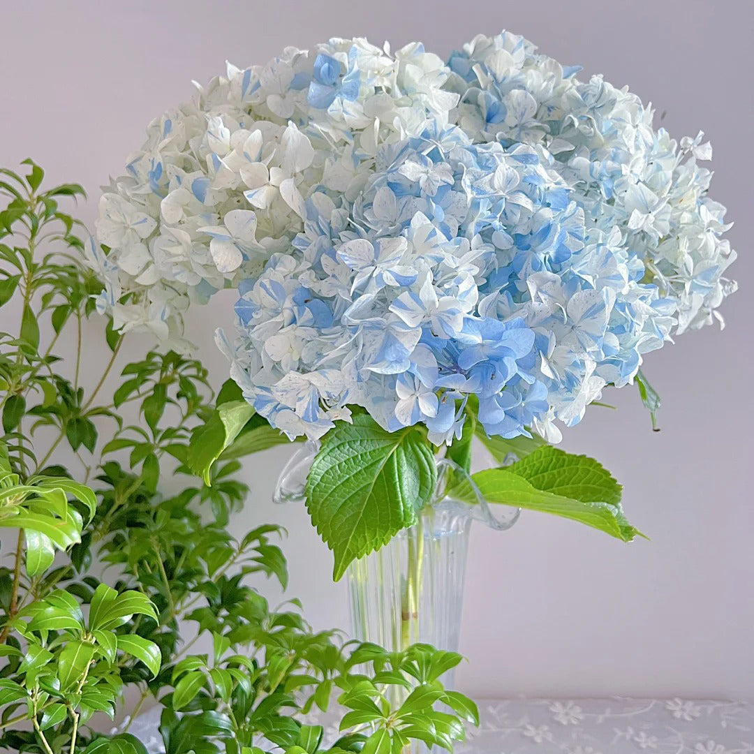 Hydrangea macrophylla "blue meteor shower" Seeds