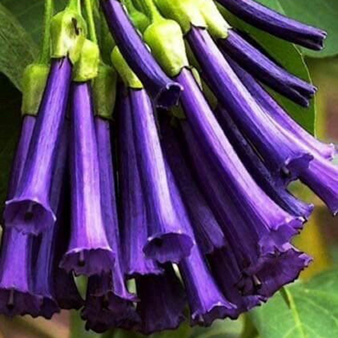 Angel Trumpet Datura Brugmansia Mix Seeds
