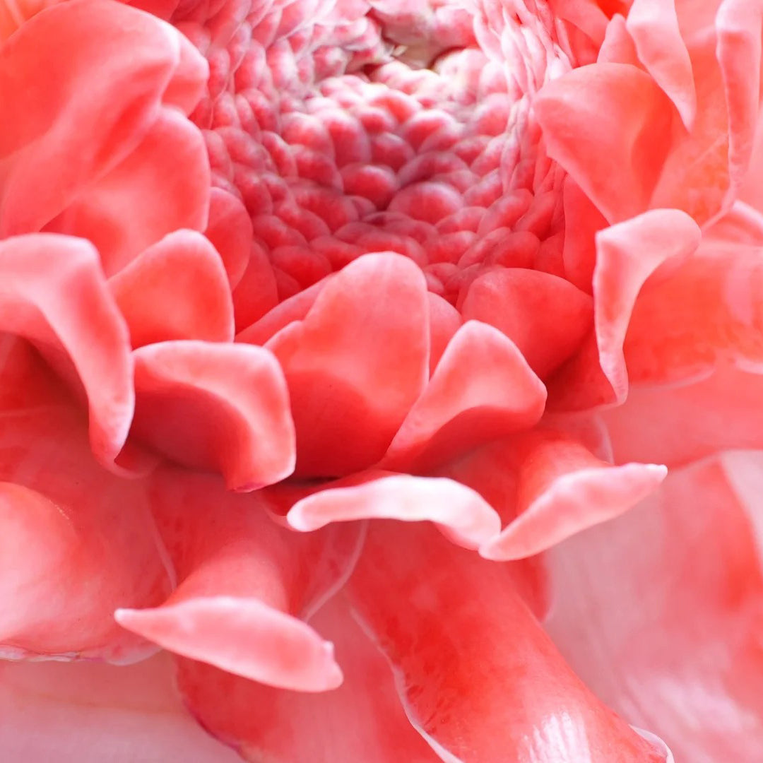 Pink Torch Ginger/Etlingera elatior Flower Seeds