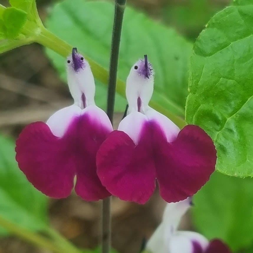 🤩Salvia ‘Amethyst Lips’