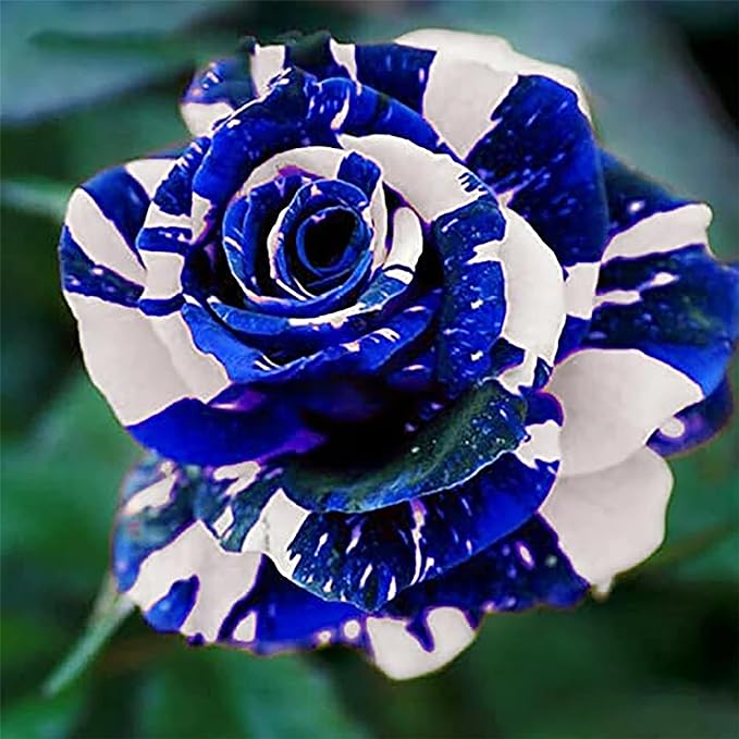Blue Dragon Rose Seeds-Perennial -Authentic Seeds