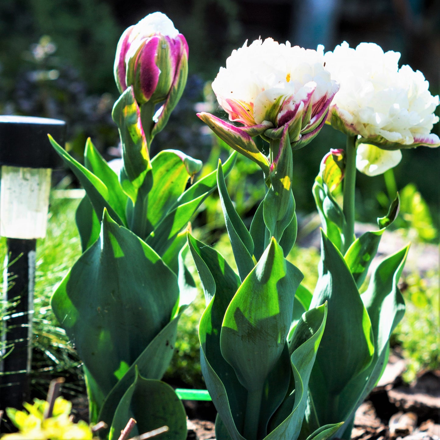Top quality plants!🌷🌷Tulip Ice Cream