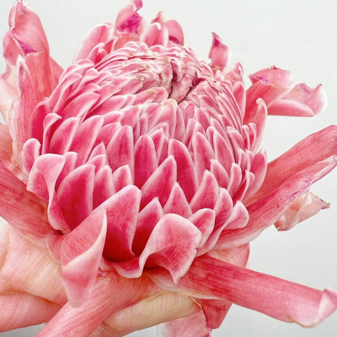 Pink Torch Ginger/Etlingera elatior Flower Seeds