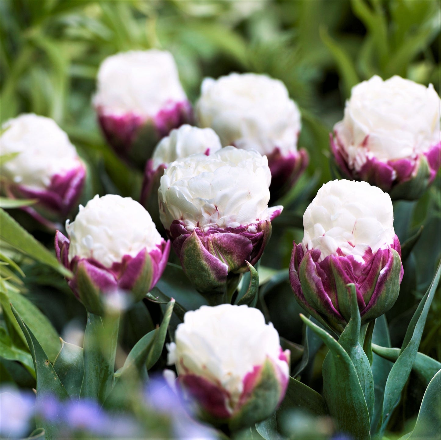 Top quality plants!🌷🌷Tulip Ice Cream