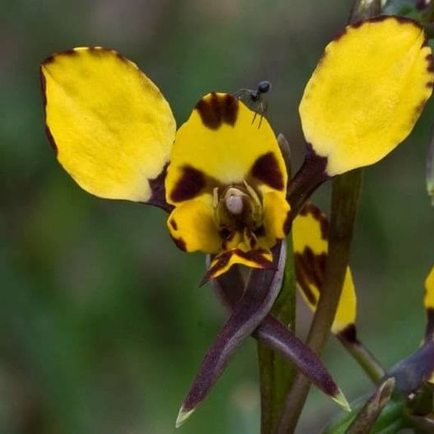 bee and pup🐝🐶 Diuris orientis flower seeds