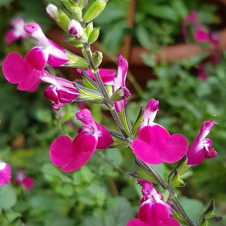 😍Salvia ‘Cherry Lips‘