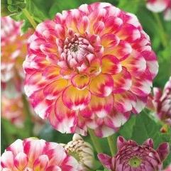Hawaii Dahlia Seeds