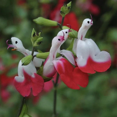 💕This year's most popular variety🔥🎁Salvia microphylla 'Hot Lips'