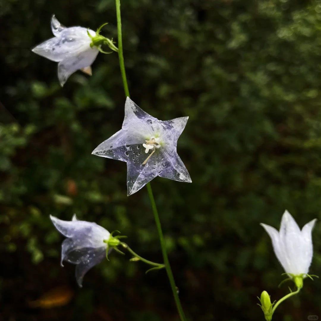 🪻Purple Adenophora Stricta Flower Seeds