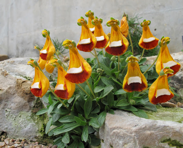Happy Alien (Calceolaria Uniflora) Flower Seeds Plant Seed Rare