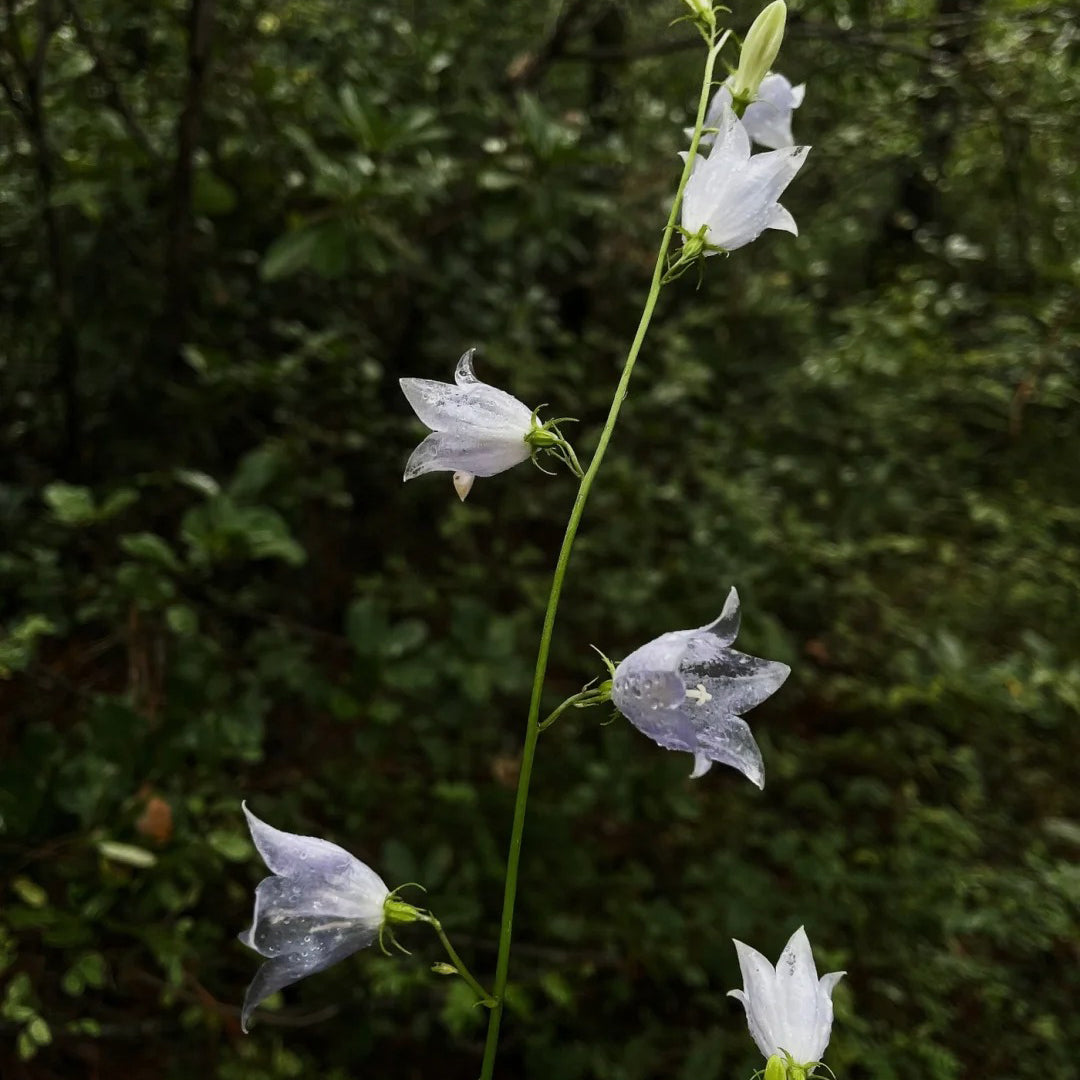 🪻Purple Adenophora Stricta Flower Seeds