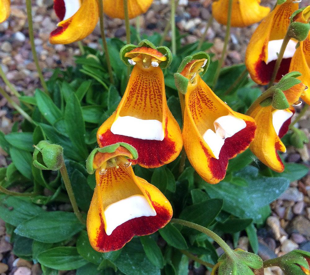 Happy Alien (Calceolaria Uniflora) Flower Seeds Plant Seed Rare