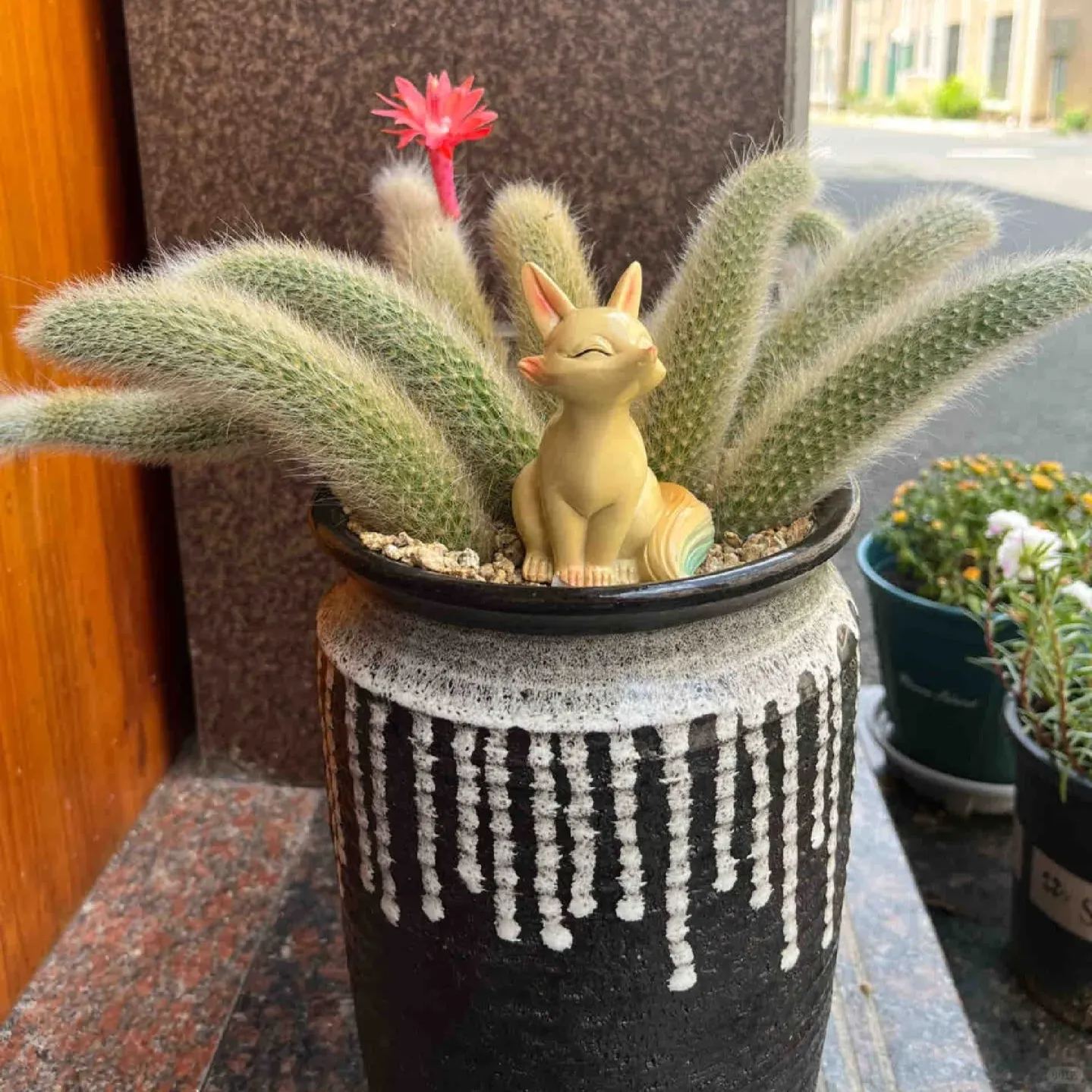 Nine-Tailed Fox Succulent