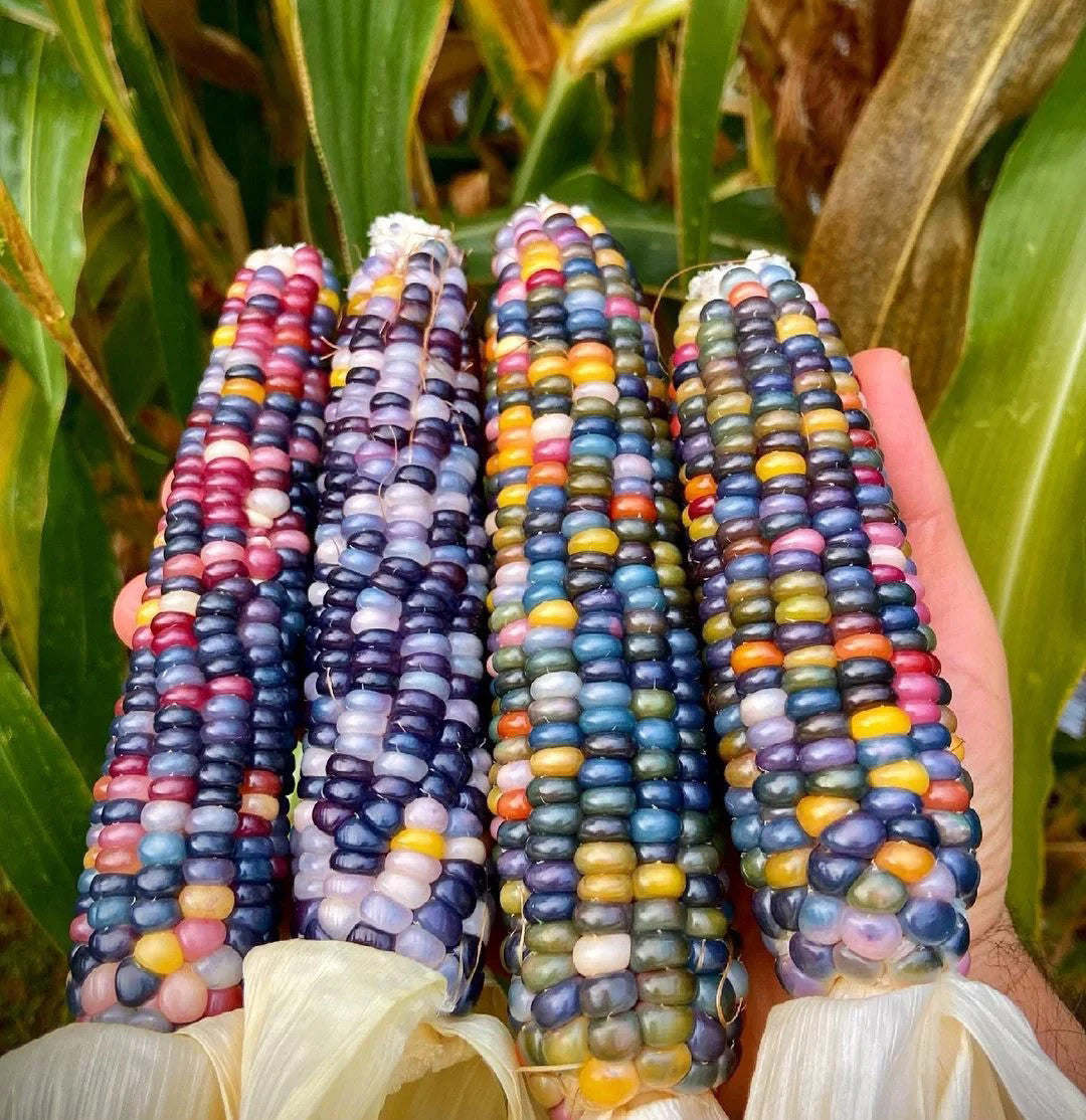 🌽Gem Sweet Corn Seeds