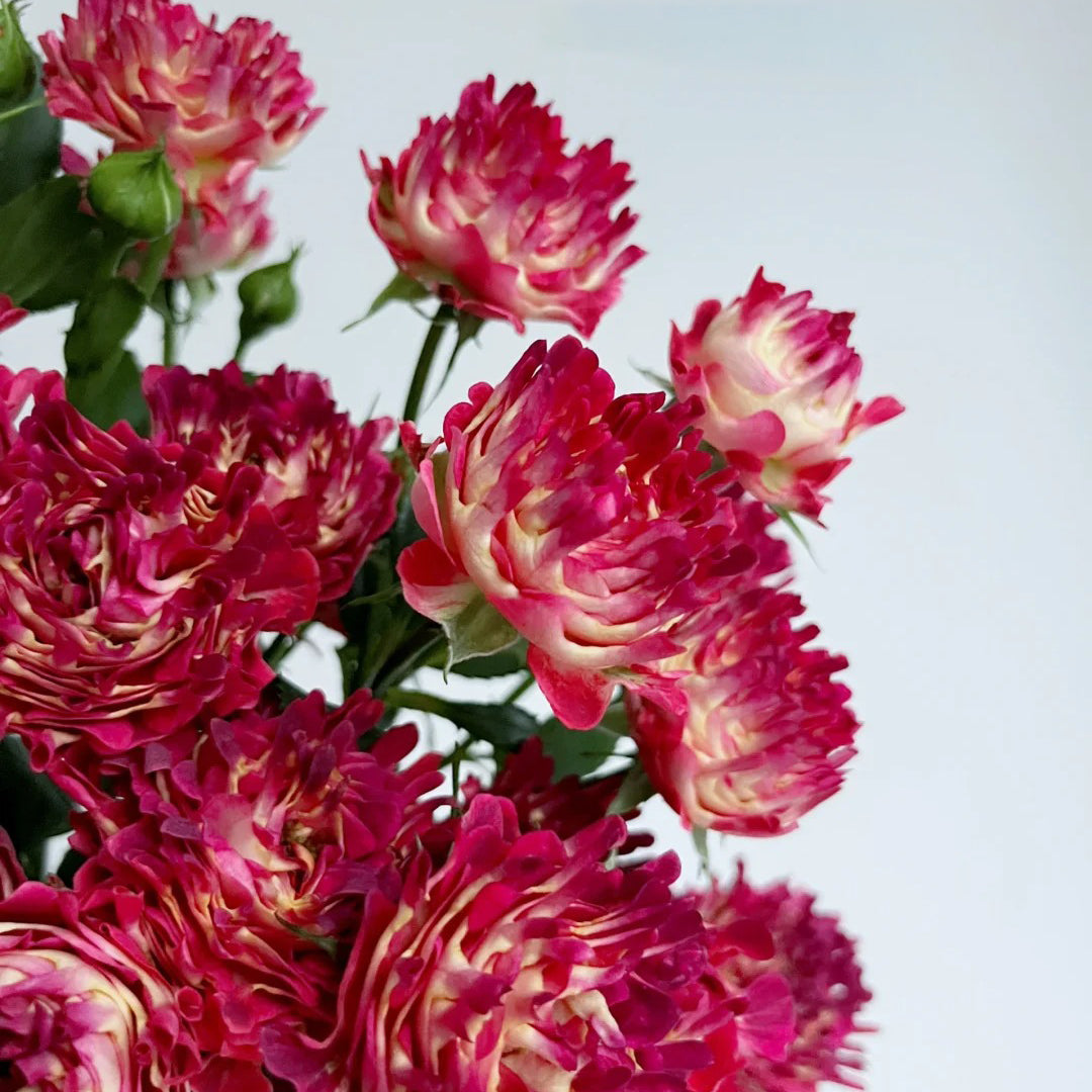 Sea Anemone Rose "florid" Flower Seeds