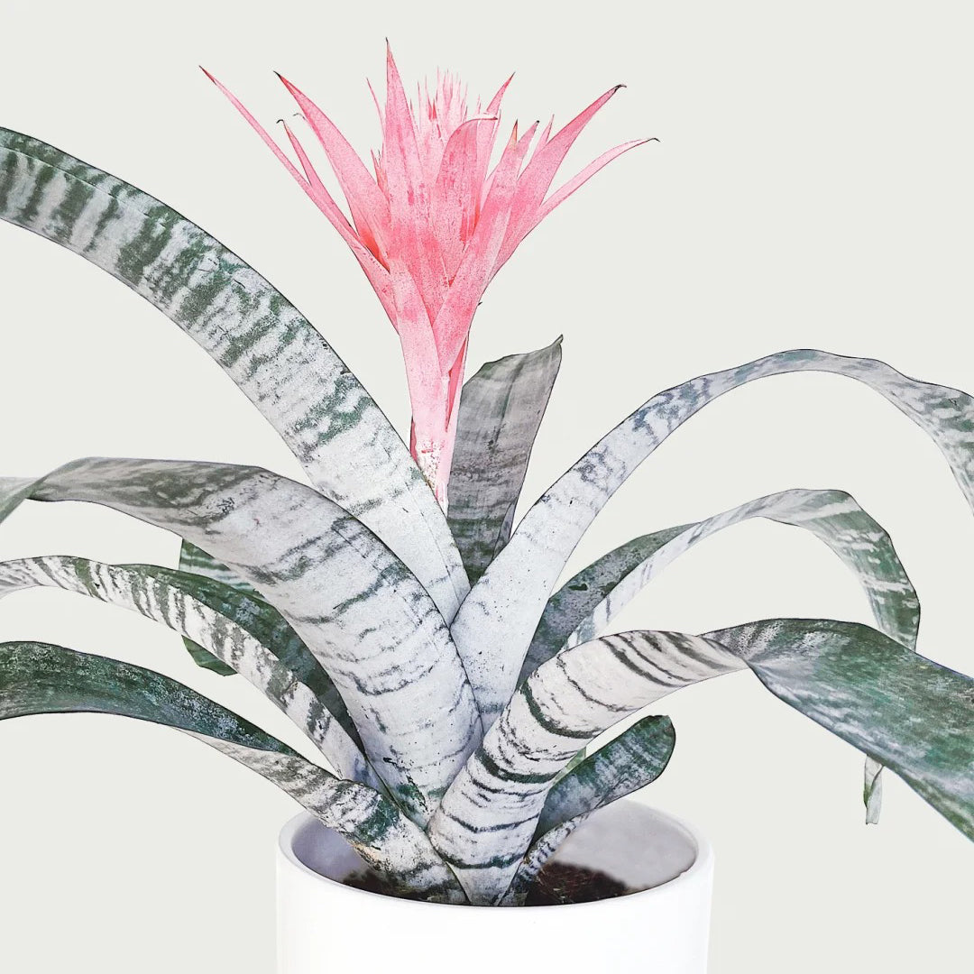 Aechmea Fasciata seeds