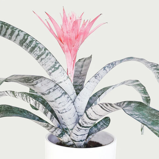 Aechmea Fasciata seeds