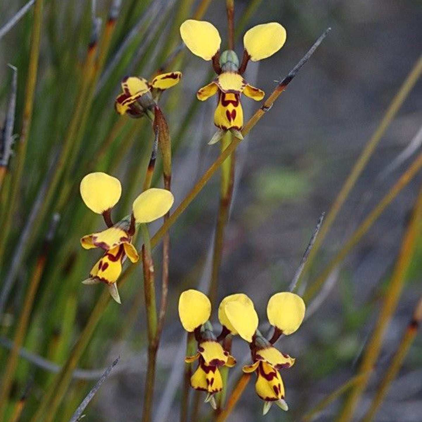 bee and pup🐝🐶 Diuris orientis flower seeds