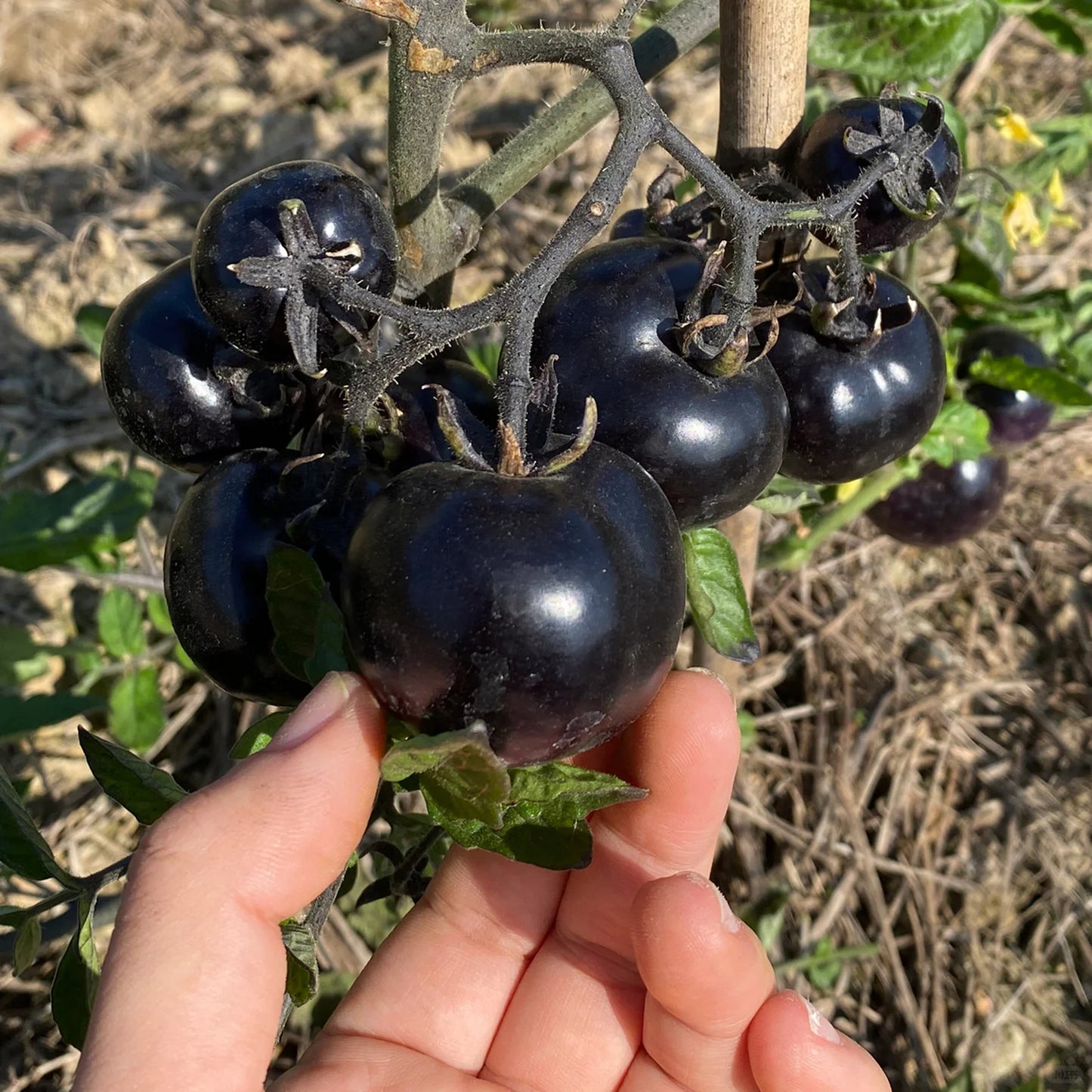 The most popular fruit🏆-Black Pearl Tomato🍅