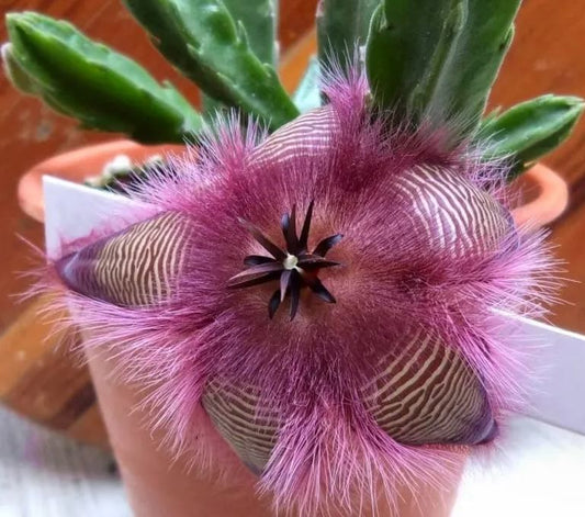Stapelia hirsuta  SEEDS