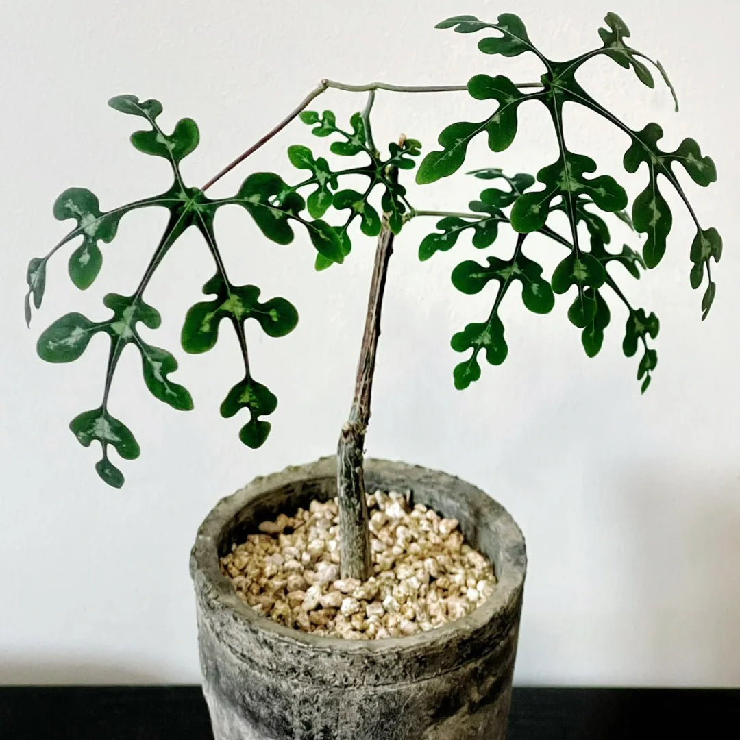 Adenia Perrieri Seeds