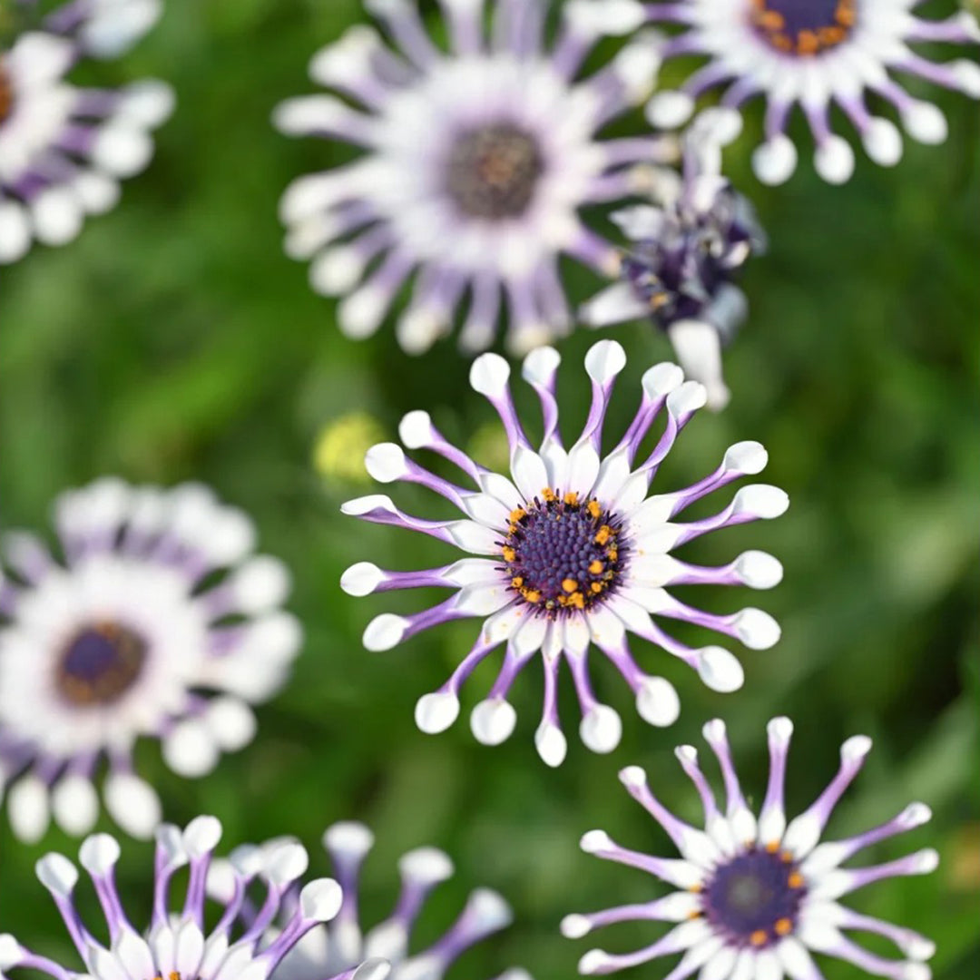 African Daisy Mixcolor Seeds