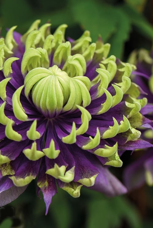 New product💕💕Clematis florida 'Taiga'