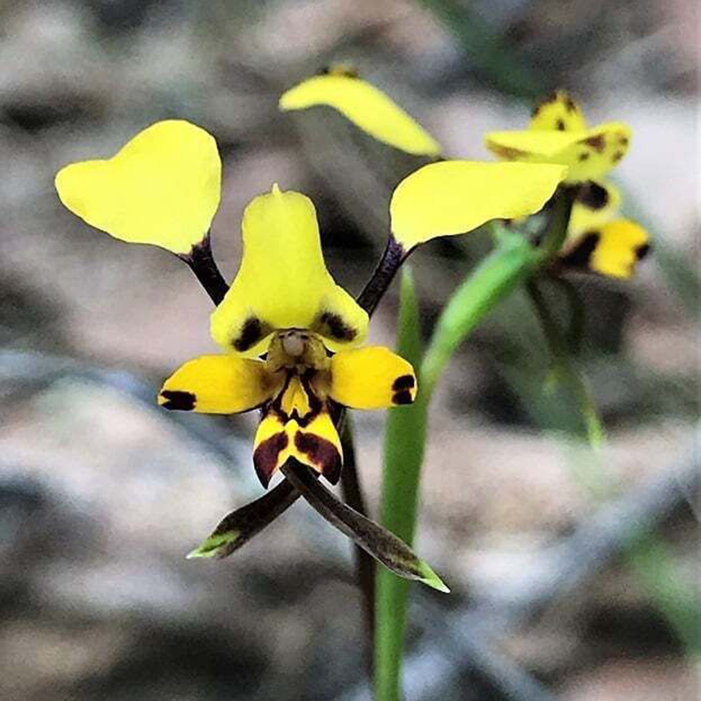 bee and pup🐝🐶 Diuris orientis flower seeds