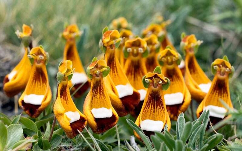 Happy Alien (Calceolaria Uniflora) Flower Seeds Plant Seed Rare
