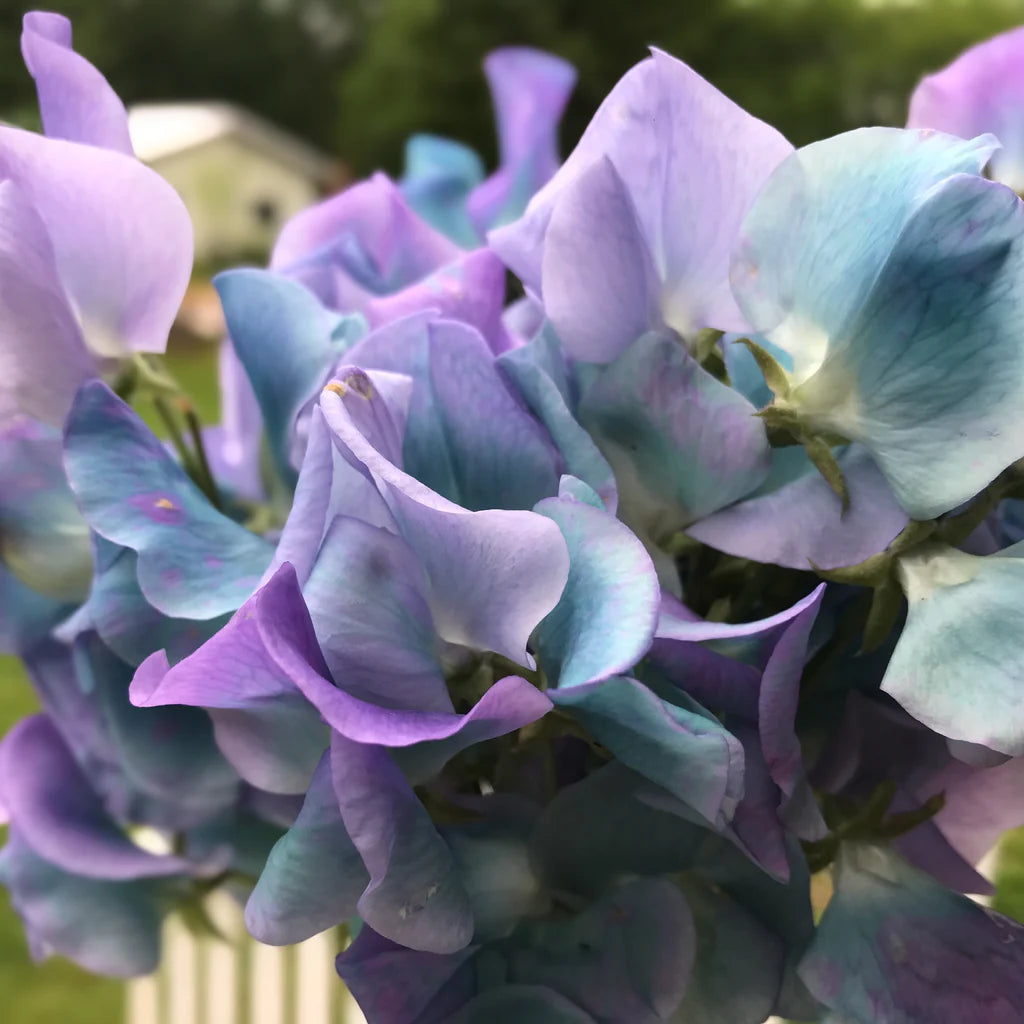 Sweet Pea 'Turquoise Lagoon'