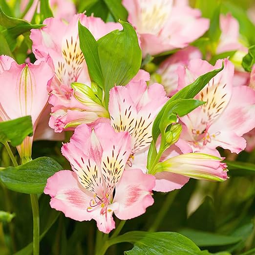 Alstroemeria hybrid ‘Tricolor’