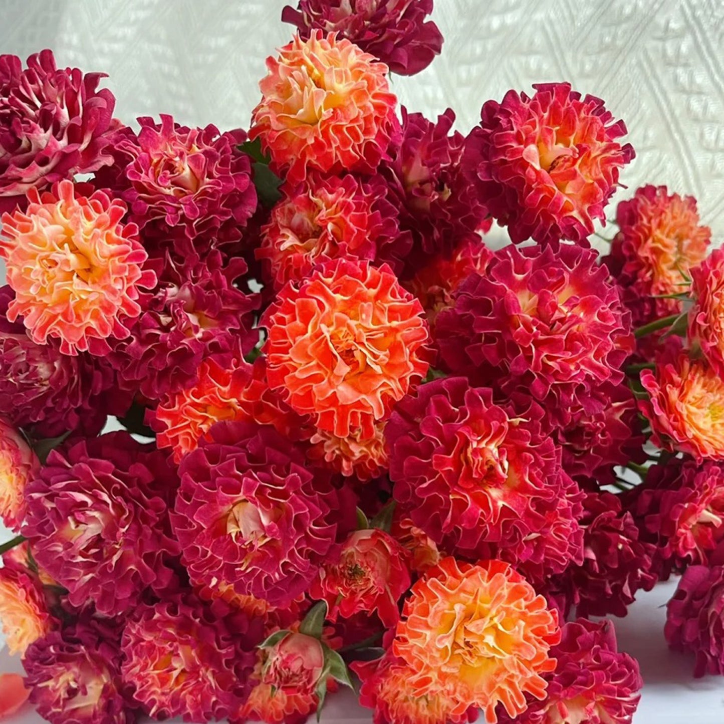 Sea Anemone Rose "florid" Flower Seeds