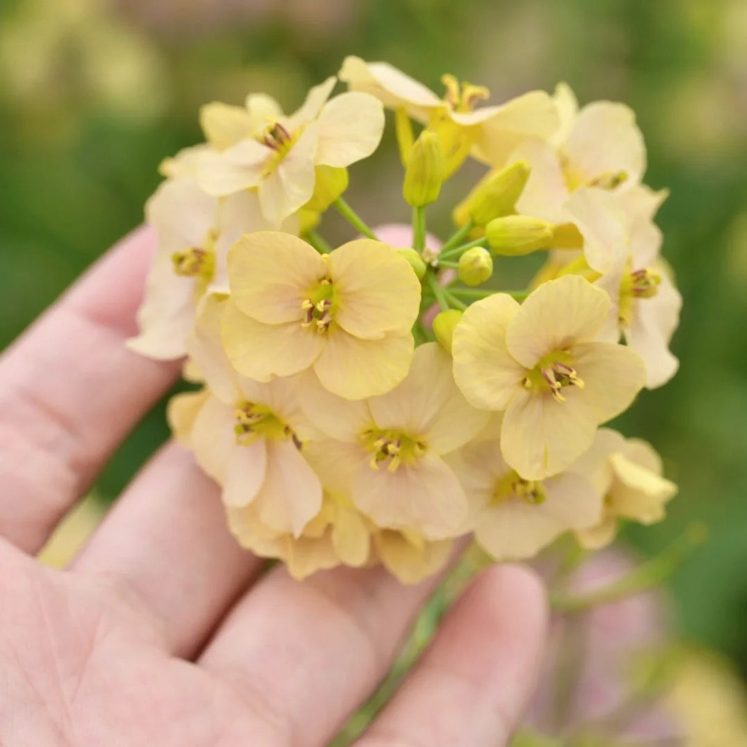 Colorful Rapeseed Flowers Mixcolor Seeds