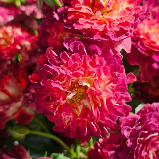 Sea Anemone Rose "florid" Flower Seeds