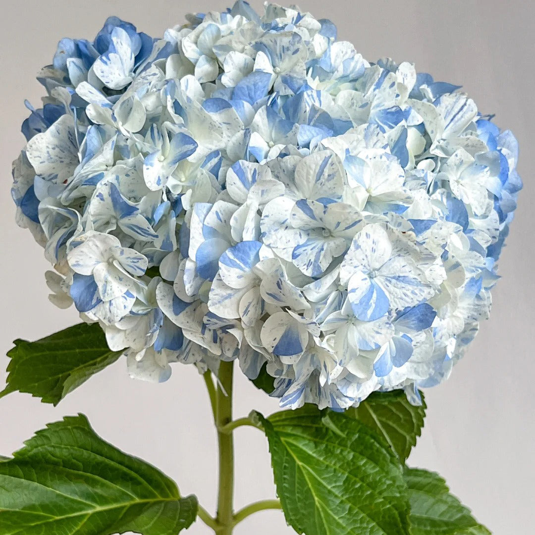 Hydrangea macrophylla "blue meteor shower" Seeds