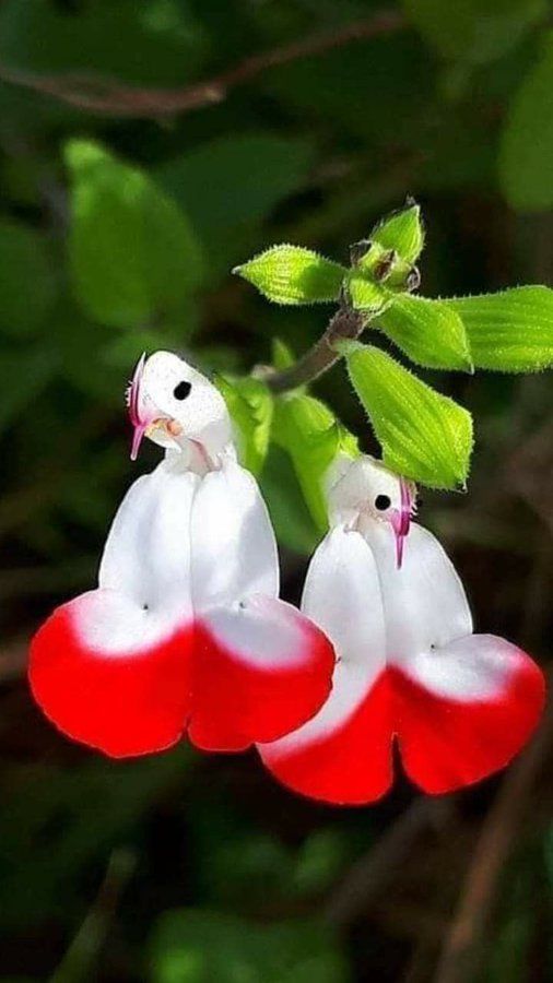 💕This year's most popular variety🔥🎁Salvia microphylla 'Hot Lips'