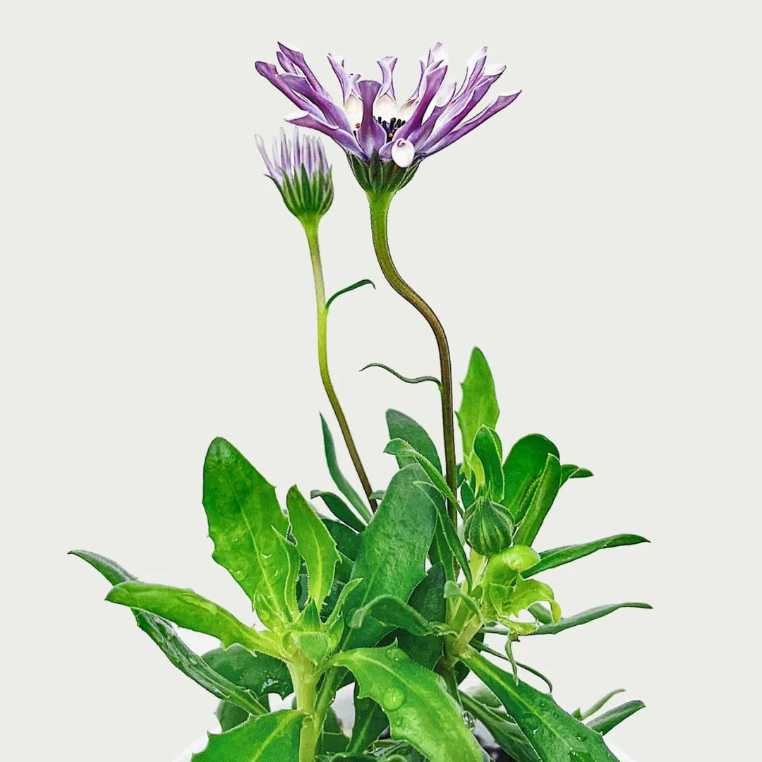 African Daisy Mixcolor Seeds