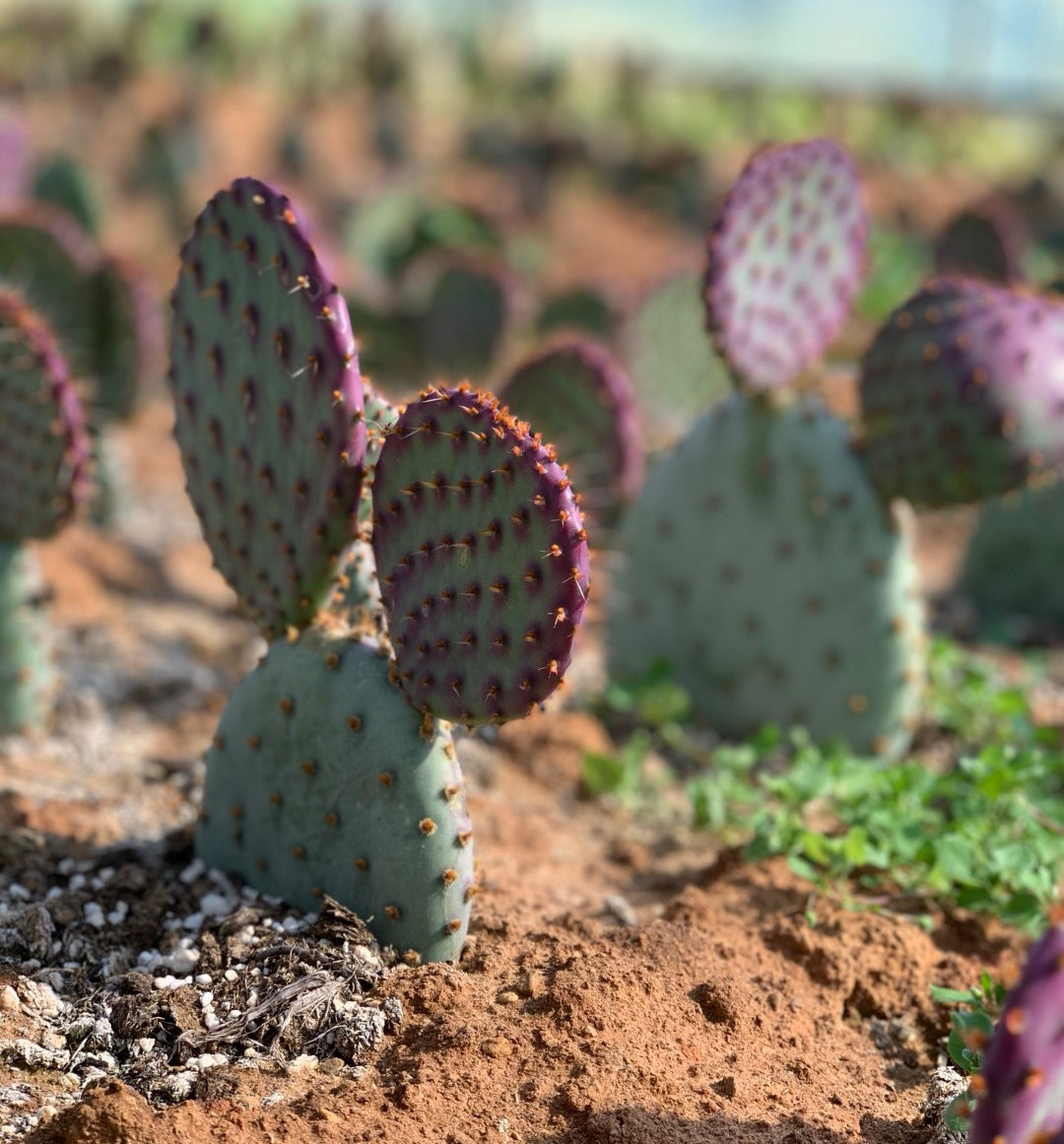 Biggest Sale🎉🌵🌵Santa rita cactus