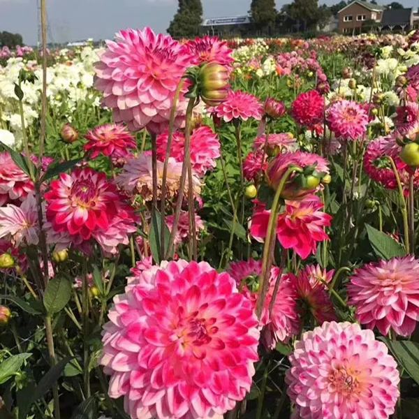 Hawaii  Dahlia Seeds