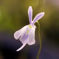 Utricularia Sandersonii