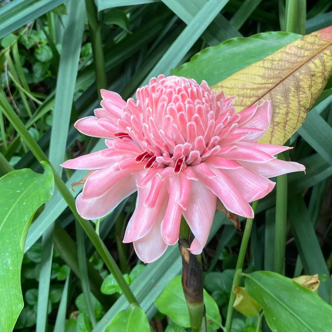Pink Torch Ginger/Etlingera elatior Flower Seeds