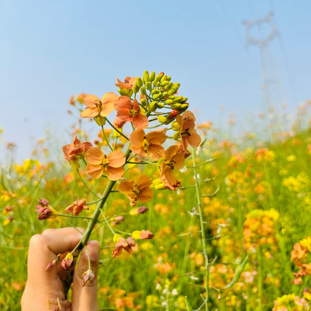 Colorful Rapeseed Flowers Mixcolor Seeds