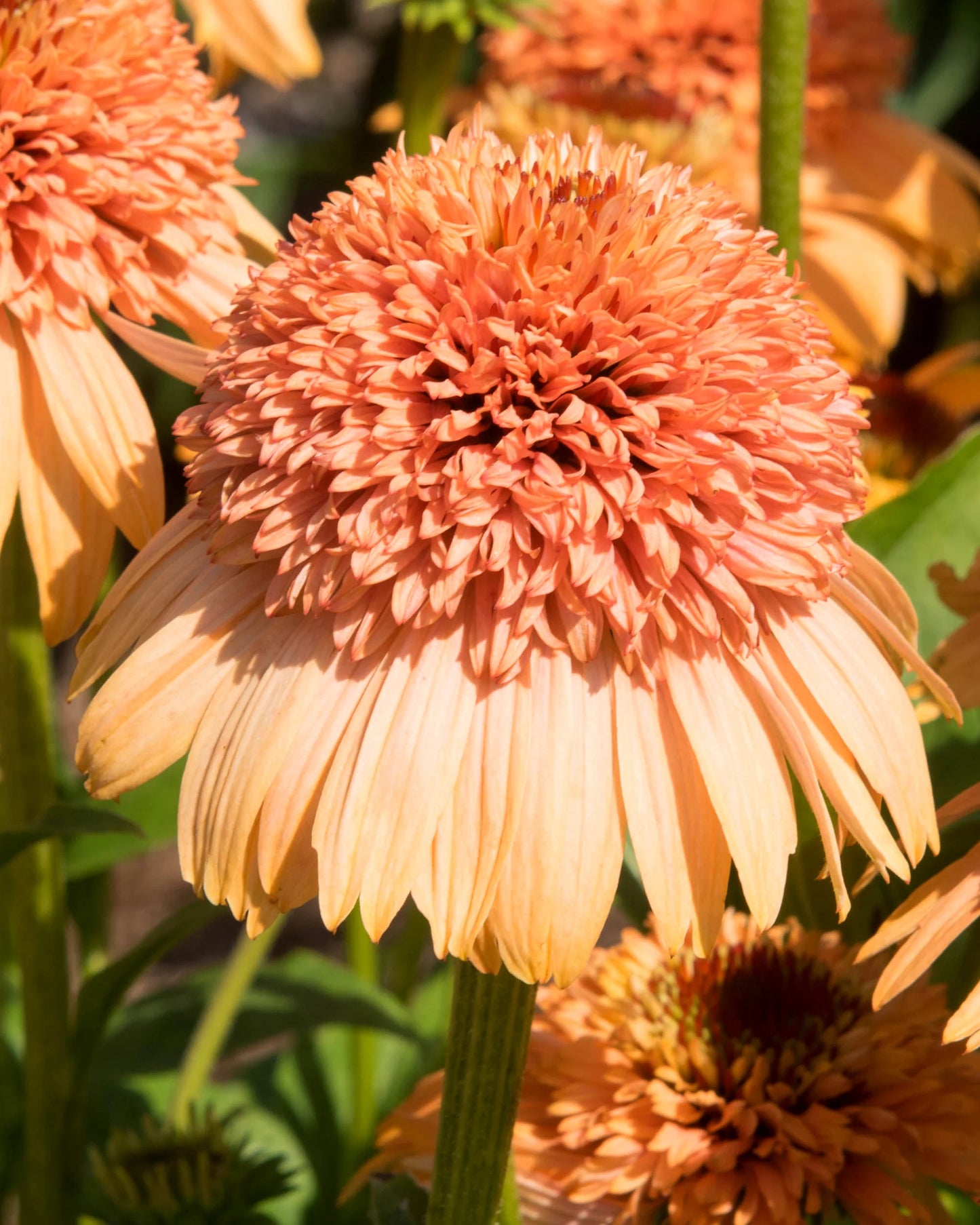 Echinacea 'Supreme Cantaloupe' (Coneflower)
