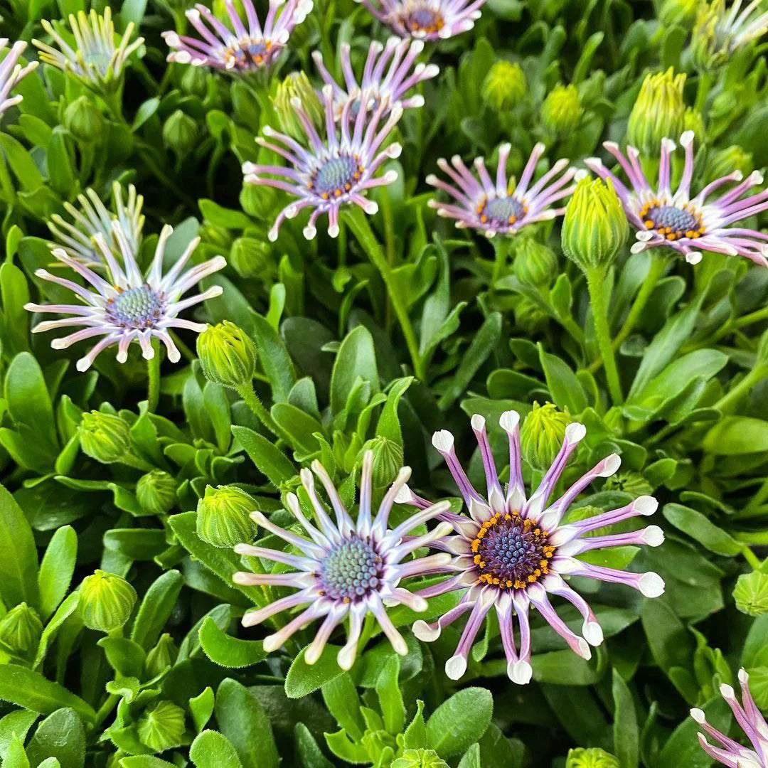 African Daisy Mixcolor Seeds