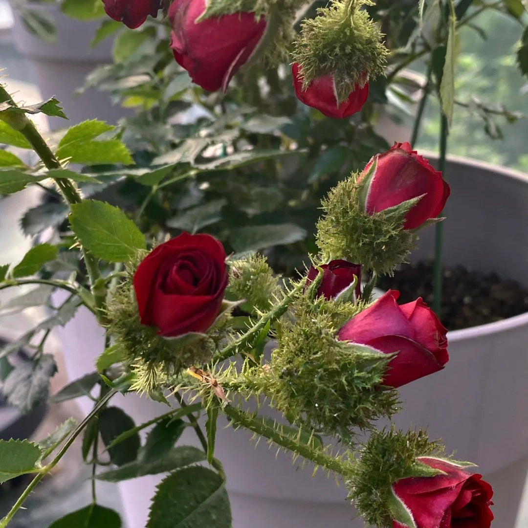 Moss Rose "Ip Man" Seeds