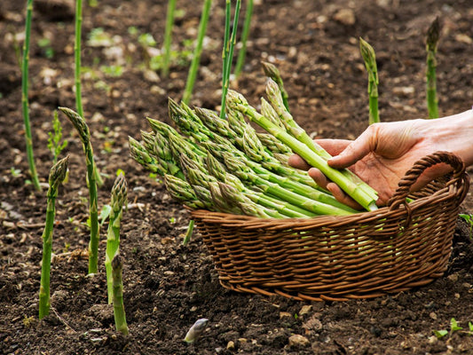 Asparagus Seeds - Mary Washington