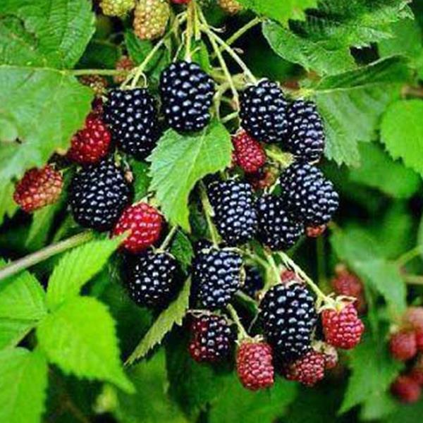 Egrow 100Pcs/Pack Jackfruit Strawberry Seeds Garden Plants Fruit Seeds