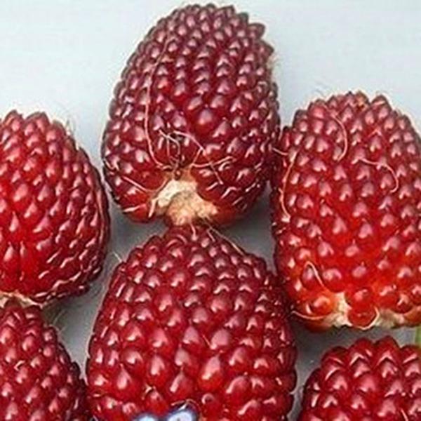 Egrow 100Pcs/Pack Jackfruit Strawberry Seeds Garden Plants Fruit Seeds