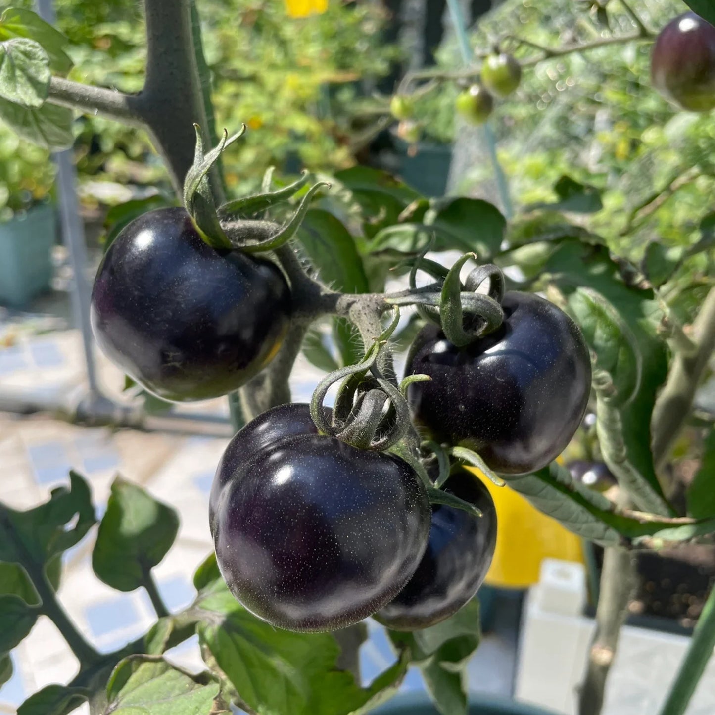 The most popular fruit🏆-Black Pearl Tomato🍅